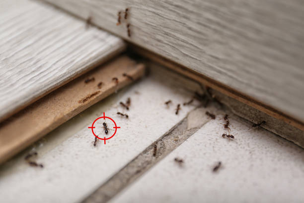 Best Best Pest Control Companies  in Grass Lake, MI