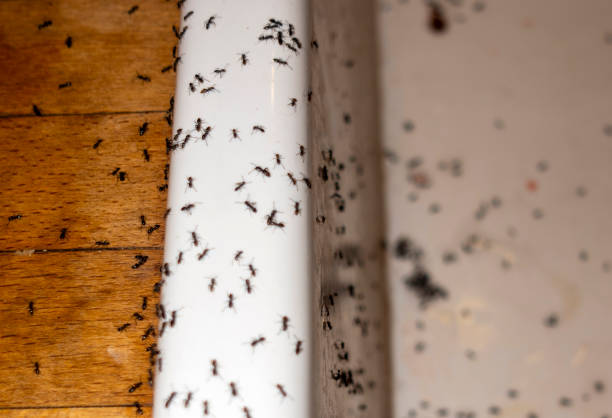Grass Lake, MI Pest Control Company